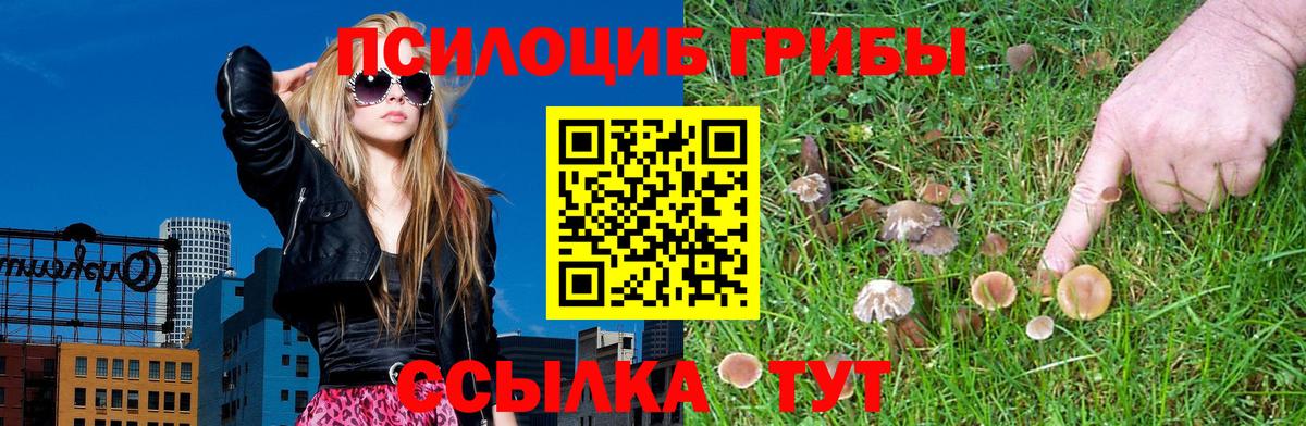 Галлюциногенные грибы Psilocybe Аксай